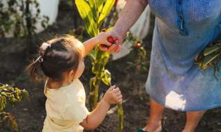 Ein kleines Mädchen reicht einer älteren Dame im Garten Früchte.