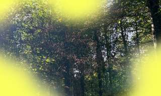 Wald